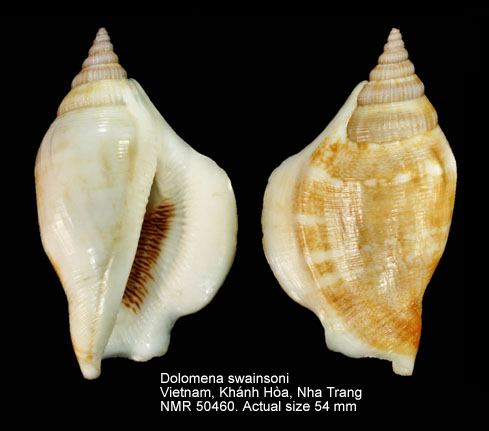 Dolomena swainsoni (15).jpg - Dolomena swainsoni (Reeve,1851)